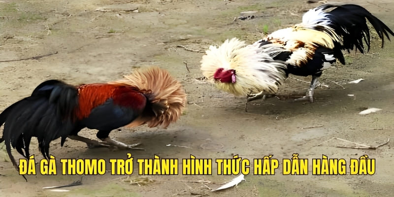 Đá gà Thomo trở thành hình thức hấp dẫn hàng đầu