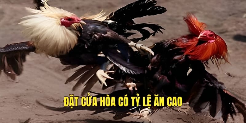 Đặt cửa hòa có tỷ lệ ăn cao