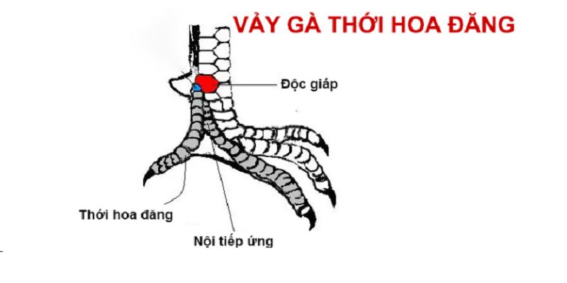 Vảy thới hoa đăng nhìn rất đẹp