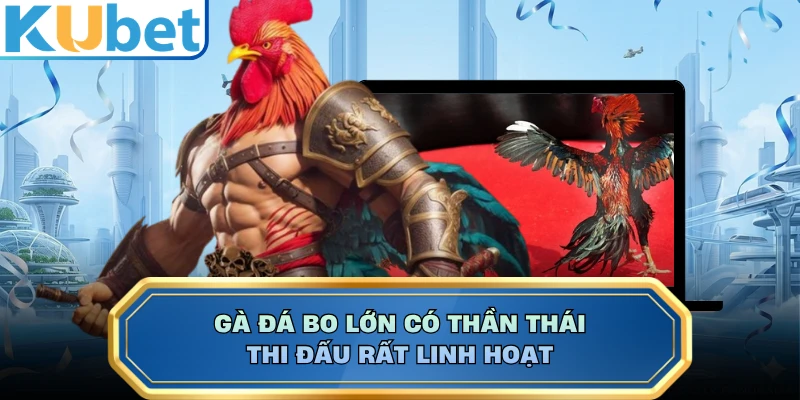 Gà đá bo lớn có thần thái thi đấu rất linh hoạt