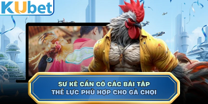 Sư kê cần có các bài tập thể lực phù hợp cho gà chọi